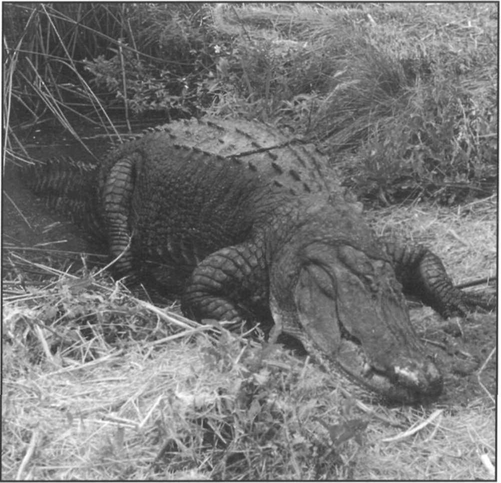 current stock in farms and ranches is well over 350,000 and throughout the country there are over 150 farms and ranches involved in commercial alligator production.