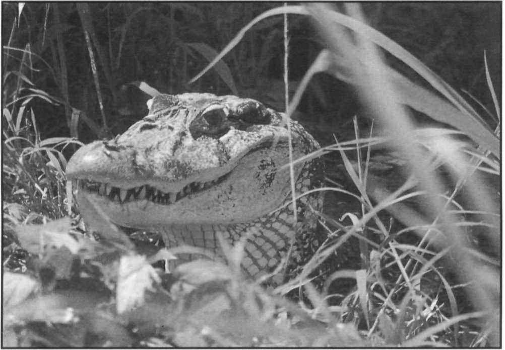 Ecuador is initiating a trial ranching program. In all other countries management programs for the black caiman are exclusively based on the legal protection of wild populations.