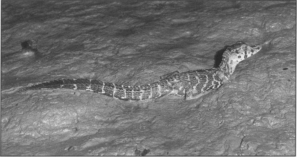 Guyana Medem (1983) reported that the black caiman was restricted to the upper and middle Essequibo, Rupununi, Rewa, and Berbice Rivers, as well as to two Amazon basin rivers (the Takatu and the