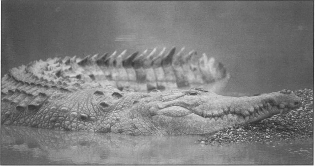 crocodiles are currently kept. A trial release program is being considered for the El Tuparro National Park. The sale of young crocodiles may be becoming a problem.