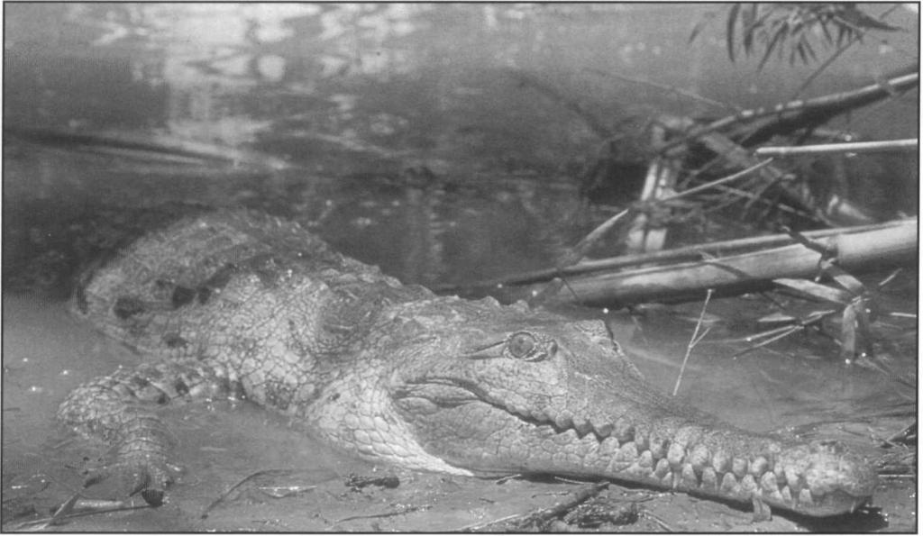 Australian freshwater crocodile, Crocodylus johnsoni. G.J.W. Webb program. Management programs vary among the states.