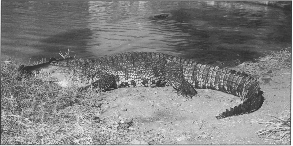 Morelet's crocodile, Crocodylus moreletii. P. Ross Populations of C. moreletiiare considered to be depleted in all three countries within the species' distribution.