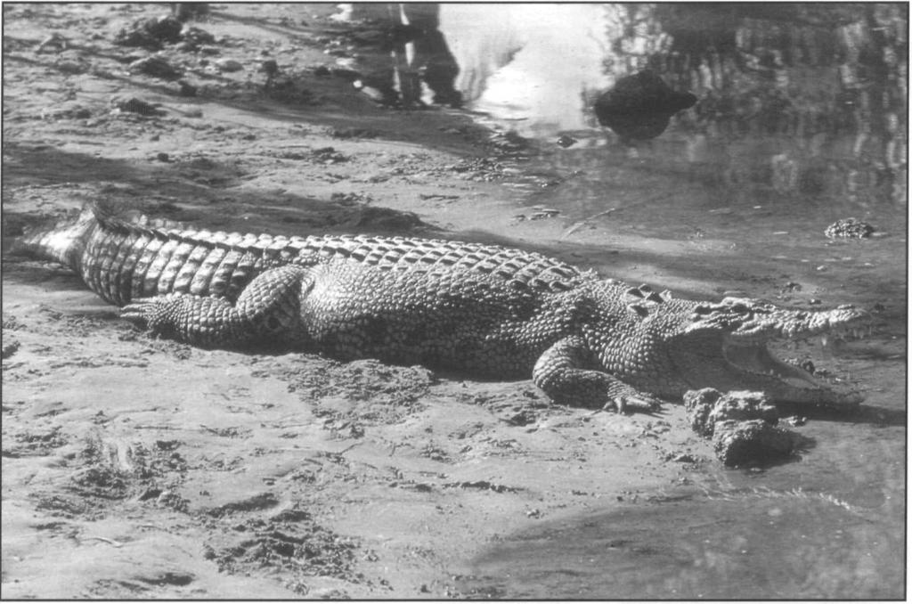 Saltwater crocodile, Crocodylus porosus, Northern Territory, Australia.