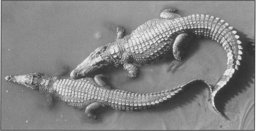 In Lao PDR, Siamese crocodiles are said to still occur in a number of locations along the Mekong, but population levels are low and crocodiles have disappeared from several areas (Sawathvong 1994).