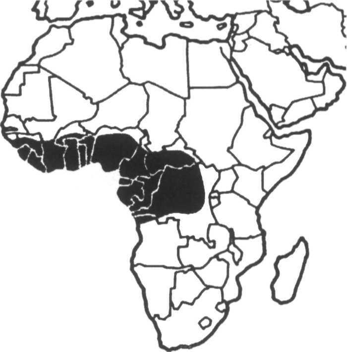 Osteolaemus tetraspis Common names: Dwarf crocodile, broad-nosed crocodile Range: Angola, Benin, Burkina Faso, Cameroon, Central African Repu
