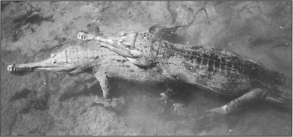 The tomistoma, Tomistoma schlegelii. Courting pair photographed in captivity at Florida Cypress Gardens.