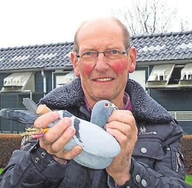 He is direct sire to the super 925 and 926 (nest mates), both winners of 1st National Sections and 1st Ace Pigeon Awards.