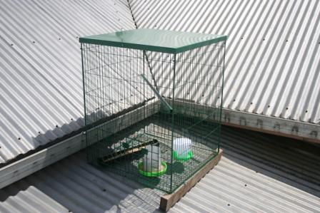 This is the latest development in pigeon trapping from the company that has designed & marketed Australia s leading Indian myna trap - the Myna Magnet.