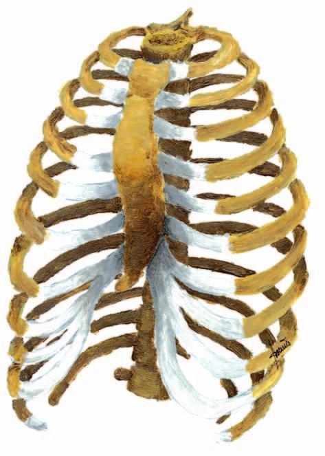 A natural step in the evolution was to invent a means of internal traction to hold the sternum in the correct position for long enough to minimize the risk of deformation recurrence.