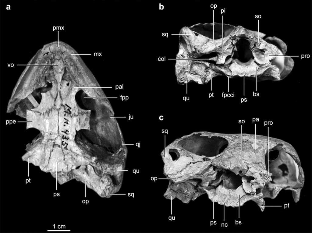 Sterli et al. 1339 Fig. 1. Photographs of the skull of Plesiochelys etalloni (MH 435): (a) ventral view; (b) posterior view; and (c) right lateroposterodorsal view.
