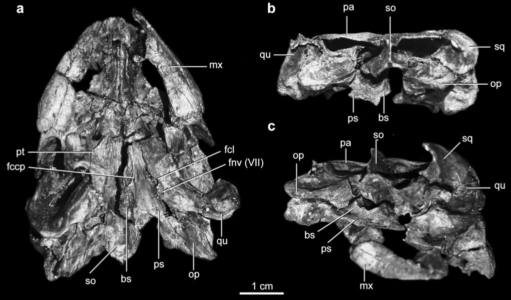 Sterli et al. 1341 Fig. 3. Photographs of the skull of Pleurosternon bullockii (UMZC 1041): (a) ventral view; (b) posterior view; and (c) right lateroposteroventral view.