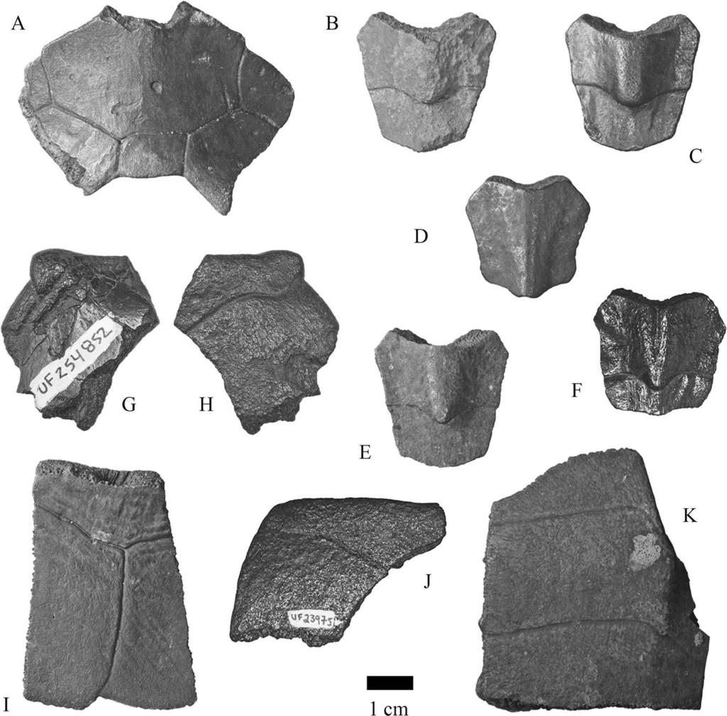 EHRET AND BOURQUE EXTINCT GRAPTEMYS FROM FLORIDA 583 FIGURE 6. Graptemys kerneri bones of the carapace and plastron in dorsal view except H, J and K in ventral view. A, nuchal, Santa Fe R.