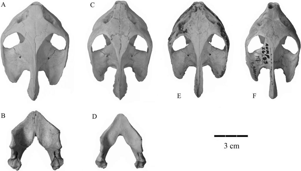 EHRET AND BOURQUE EXTINCT GRAPTEMYS FROM FLORIDA 581 FIGURE 4. Extant Graptemys skulls and mandibles (in dorsal view) and mandibles (in ventral view) within the megacephalic clade. A, G.