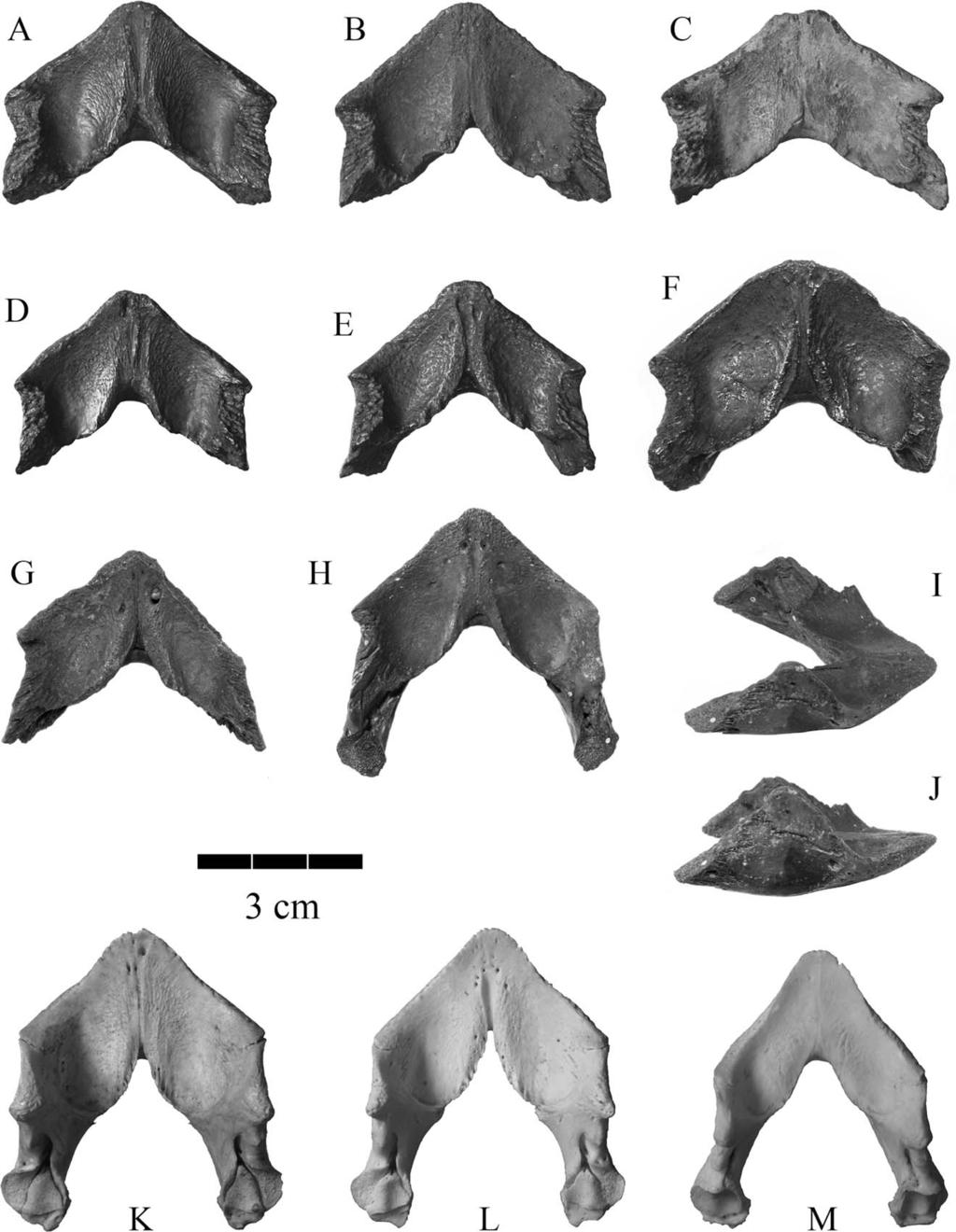 582 JOURNAL OF VERTEBRATE PALEONTOLOGY, VOL. 31, NO. 3, 2011 FIGURE 5. Mandibles of Graptemys kerneri, Graptemys barbouri, and Graptemys ernsti for comparison in dorsal view. A, G.