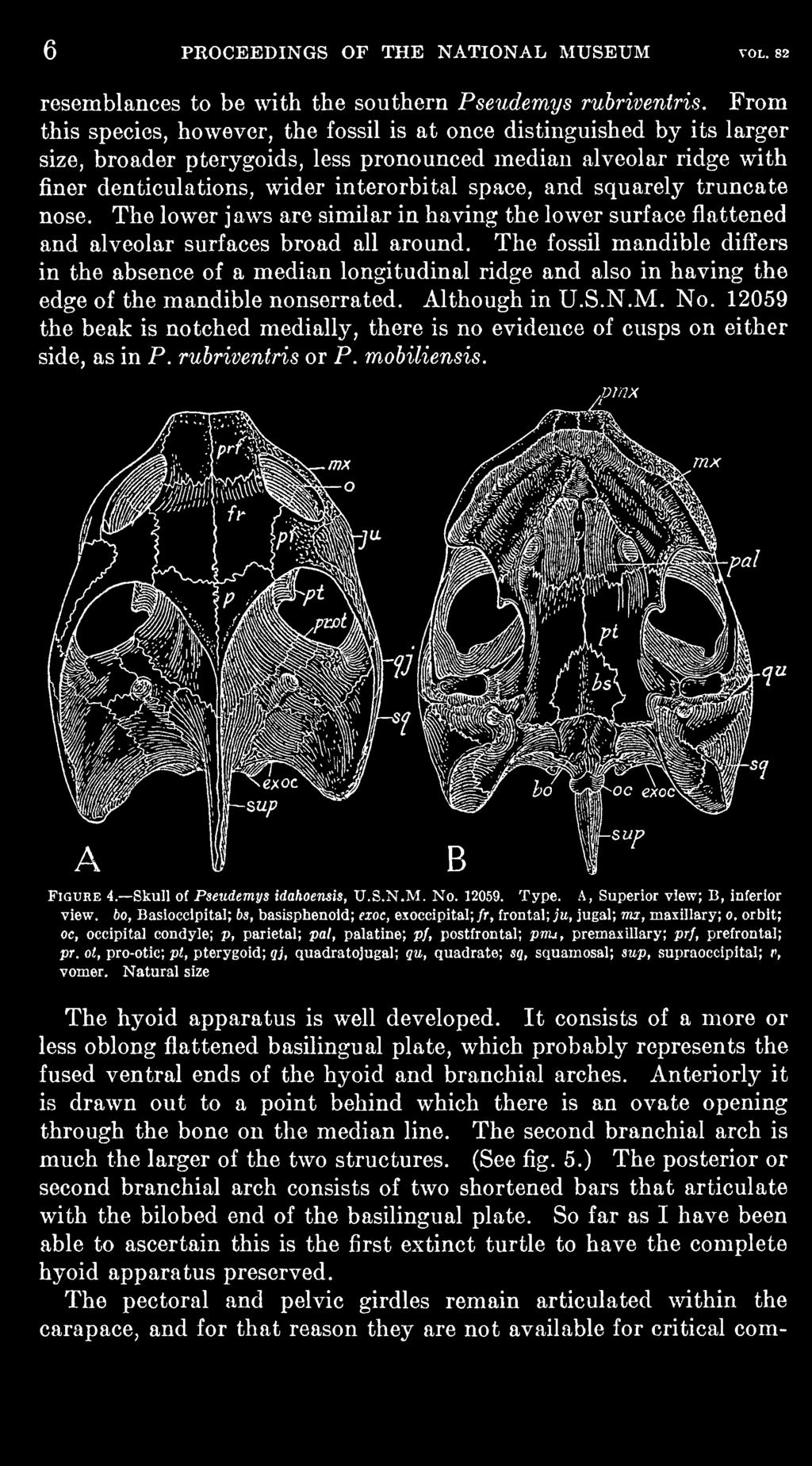 12059 the beak is notched medially, there is no evidence of cusps on either side, as in P. rubriventris or P. mobiliensis. vrnx Figure 4. Skull of Pseudemys idahoensis, U.S.N.M. No. 12059. Type.