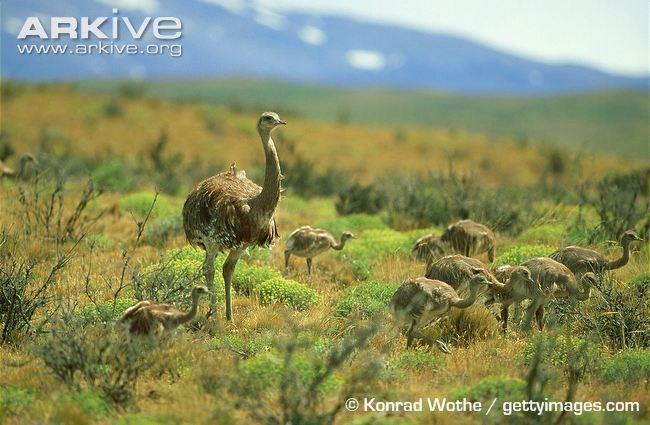 Order: Struthioniformes Family: Rheidae Scientific Name: Rhea pennata Common Name: Lesser Rhea AZA Management: Green Yellow Red X None Photo (Male) with juvenile chicks: The female is generally
