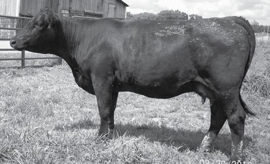 She has produced excellent calves and will have a beautiful February calf.