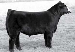 07 Nichols Legacy G151 Black Mick SCE Noreen M75 Lucas Ms China 385M Deep Creek Ms Sky This is a young, moderate-framed, economical-to-keep cow with good maternal characteristics.