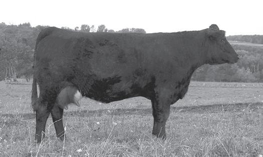 Bred Heifers #33 3HF Nancy Simme Valley ASA #2296423 Polled Purebred BD:1/5/05 BW:75 4.1 3.4 40.5 74.7 2.5 4.4 24.6 12 0.03 0.