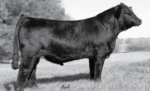 These are outcross genetics and you can t get semen on this young sire yet. But interest is high! He is a full sib to STF Onyx, who won NAILE last year.