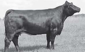 s MVS Maximus National Champion Bull at the 2009 American Royal. #8 SVJ DSC Tradition W103 SVJ Farm ASA #2528183 Polled Purebred BD:4/14/09 BW:77 7.4 1.2 35.8 56.1 0.0 2.0 19.9-2.8 0.13 0.01 0.