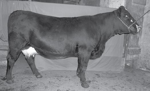 Cow/Calf Pairs #10 DRD Flashes BJ Dancer Double RD Farm ASA #2381177 Polled Purebred BD:9/19/06 BW: 4.5 2 30.3 53.6-0.1 7.5 22.7-2.7-0.18 0.03 0.