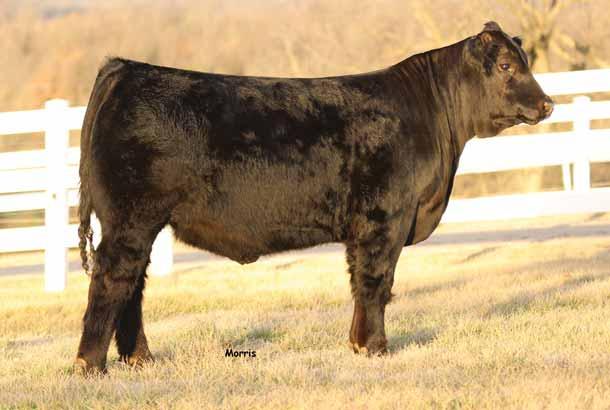 BULL BW 78 lbs. Adj. FAT 0.51 Adj. WW 760 lbs. Adj. REA 16.22 Adj. YW 1,238 lbs. %IMF 4.165 Lim-Flex (75) Bull Double Polled Homo Black 03.06.