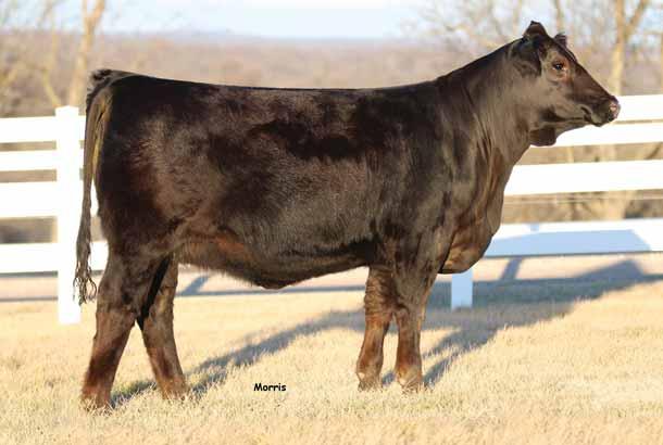 FALL BRED HEIFER BW 75 lbs. Adj. FAT 0.37 Adj. WW 585 lbs. Adj. REA 12.92 Adj. YW 945 lbs. %IMF 4.695 PB Limousin (87) Cow Double Polled Homo Black 09.04.