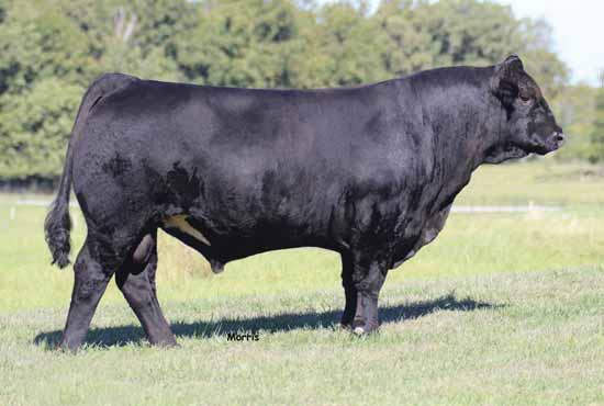 4 EMBRIYOS AUTO Cruze 132X, sire of Lot 19 embryos. It is always exciting when we can offer embryos out of our foundation donor, AUTO Exceptional 282S.