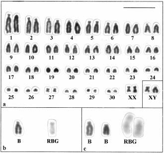 Polymorphisms of supernumerary chromosomes and pericentric inversions in Nothobachia 249 centrics of decreasing size. The small pair 27 is a clearly recognizable metacentric.