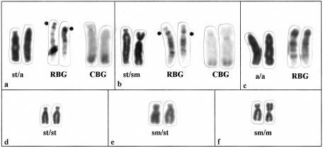 250 K. C. M. Pellegrino et al. Figure 2. Polymorphisms of autosome pairs of Nothobachia ablephara, after conventional staining, RBG- and CBG-banding. (a±c) Different combinations of pair 1.