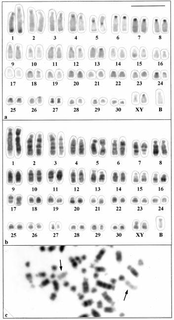 Polymorphisms of supernumerary chromosomes