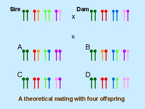 GENETIC DIVERSITY Some breed clubs advocate codes of ethics that discourage linebreeding or inbreeding, as an attempt to increase breed genetic diversity. This position is based on a falsle premise.
