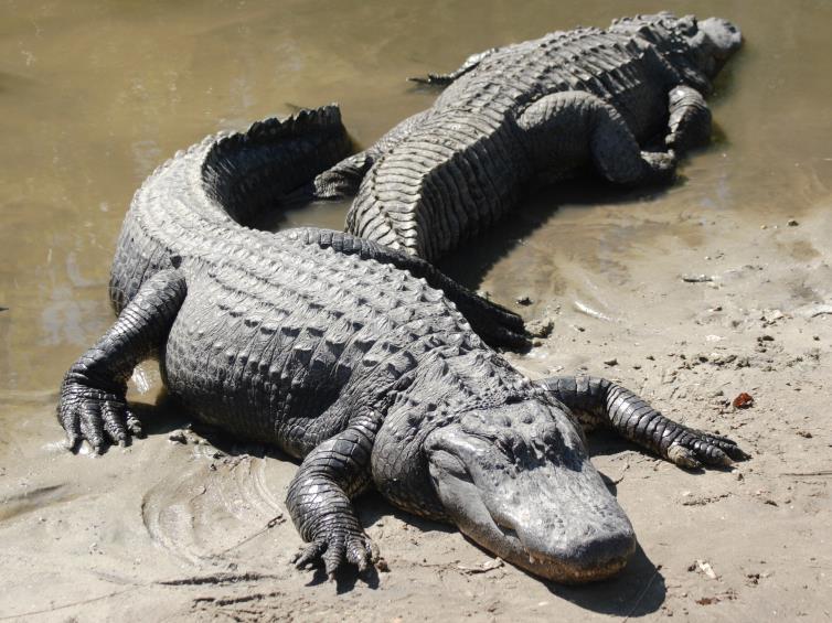 regions and having thick, amorlike skin and long tapering jaws. http://www.thefreedictionary.com/crocodile A large reptile with thick, leathery skin, short legs, and a tapered jaw. http://www.defenders.