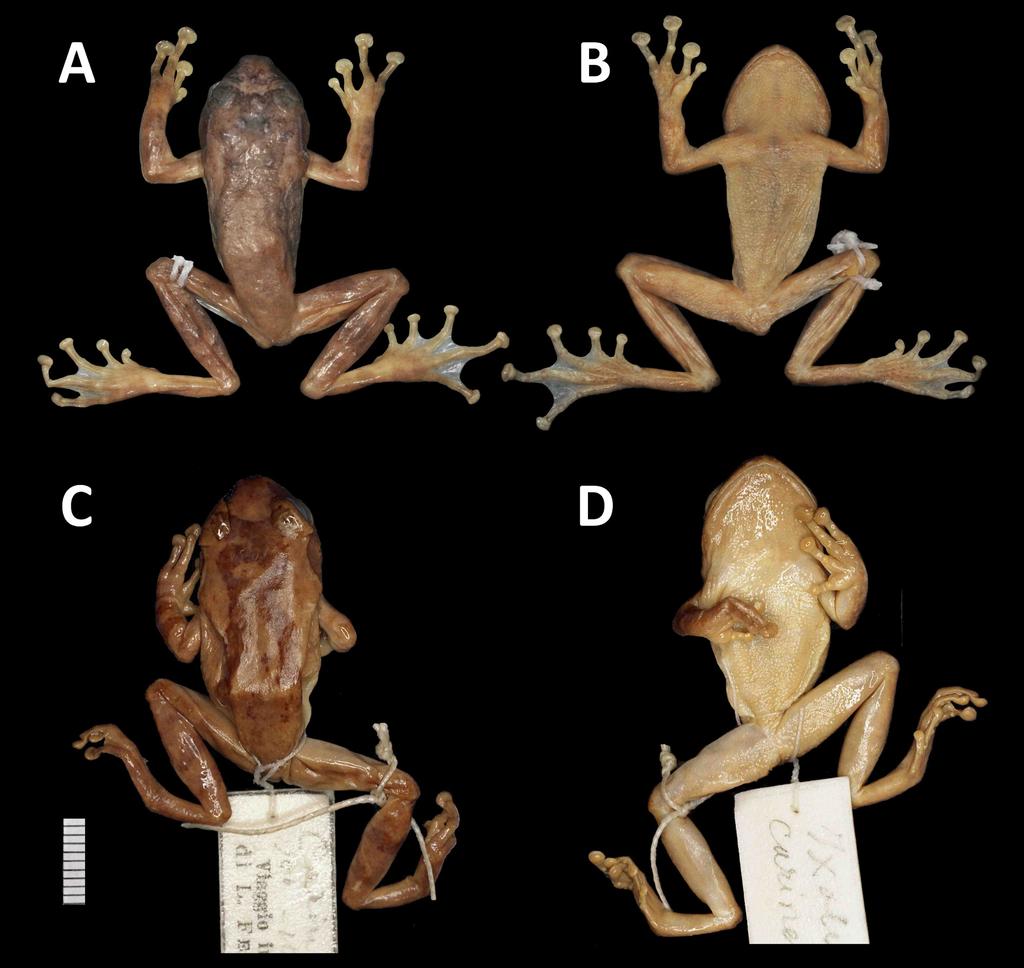 MASAFUMI MATSUI et al. Etymology. The specific epithet is derived from Sa Pa, a district in Lao Cai Province, northern Vietnam, where the new species occurs. Holotype. MNHN 1999. 5961 (fig.