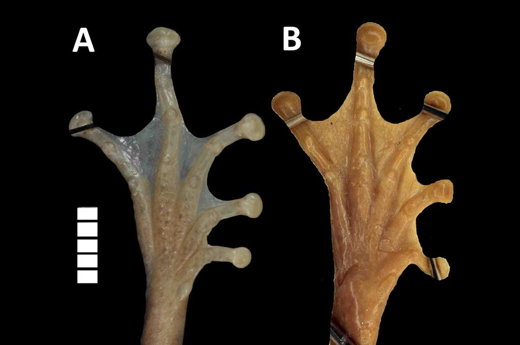 32 MASAFUMI MATSUI et al. Figure 4. Ventral views of right foot after preservation of: A. male holotype (MNHN 1999. 5961) of Gracixalus sapaensis sp. nov.; B.