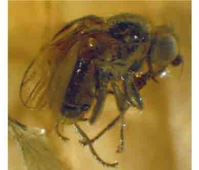 WOŹNICA A., PALACZYK A.: A new genus and species of Heleomyzidae 377 character has developed independently in different and unrelated representatives of the Heleomyzidae.