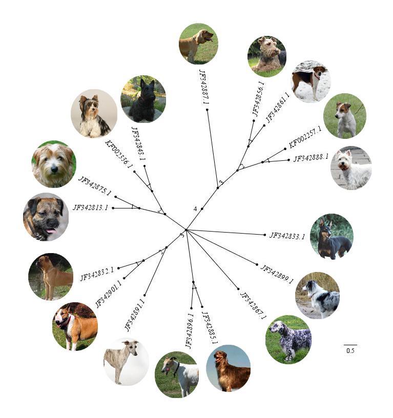 Sheepdogs (or herding breeds) are grouped collectively alongside hounds and spaniels within a sister taxa cluster on Figure 2, whereas terriers and setters make up the entire network on the other end