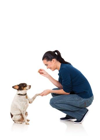 How to give APOQUEL to your dog APOQUEL