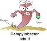 jejuni responsible for majority of acute cases of human gastroenteritis (food poisoning) Contamination occurs during processing