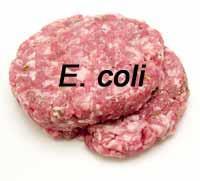 Microbial contamination of Animal Food Products Escherichia coli associated illnesses (E. coli common in GIT) E.