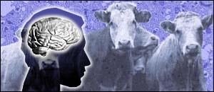 Bovine Spongiform Encephalopathy (BSE) First occurred in 1980 s in Great Britain.