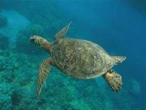 3.4 Species Likely to be Adversely Affected This opinion has now been amended to include an analysis of green sea turtles and leatherback sea turtles.