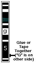 Genotype to Phenotype Simulation Booklet Step #3 Glue/tape the folded