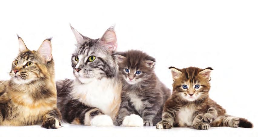 Sterilisation Vaccinations It is law in WA for all cats over 6 months old to be sterilised.
