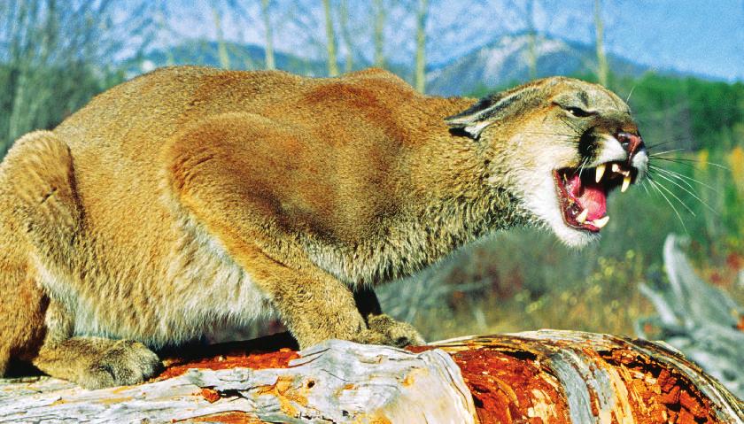 Most adult cougars are solitary, which means they live alone.