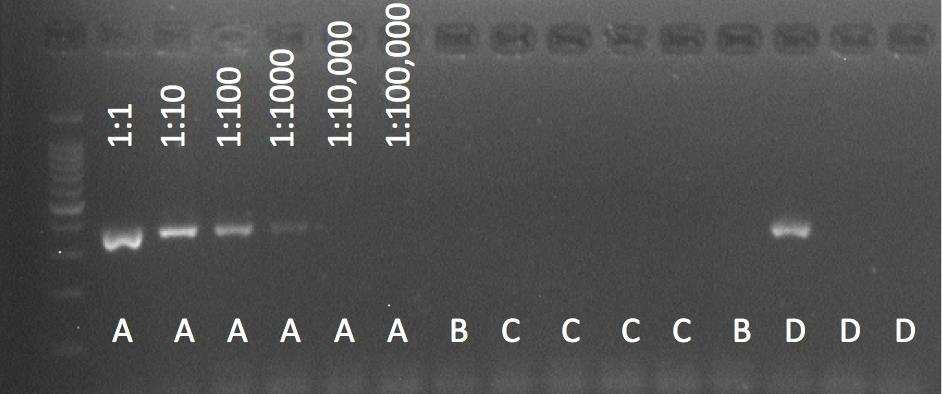 144 145 Fig 1 PCR products from a subset of reactions visualised on an agarose gel.