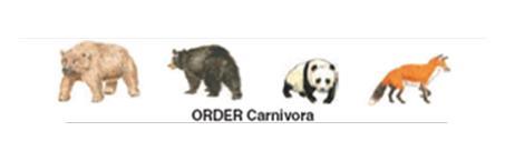 For example polar bears and black bears belong to the same Order called Carnivora.