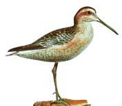 Possibly a dunlin by William Koelpin