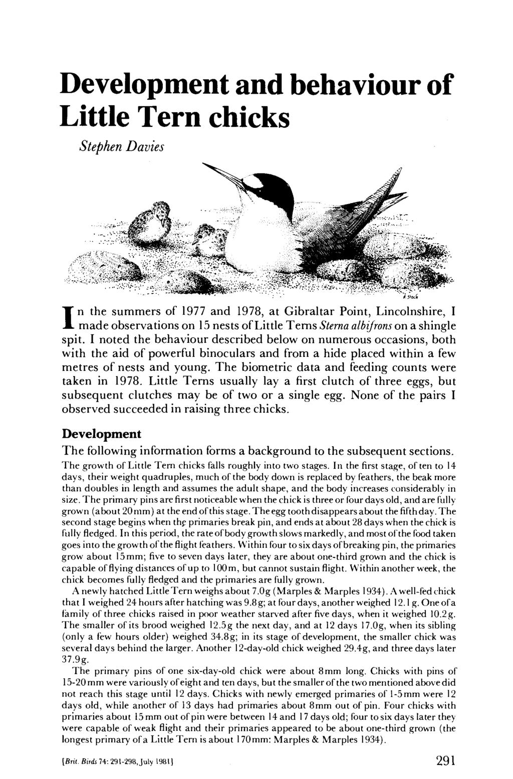 Development and behaviour of Little Tern chicks Stephen Davies In the summers of 1977 and 1978, at Gibraltar Point, Lincolnshire, I made observations on 15 nests of Little Terns Sterna albifrons on a